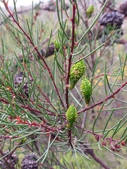 Hakea propinqua