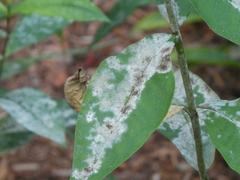 Golovinomyces magnicellulatus