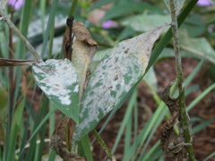 Golovinomyces magnicellulatus