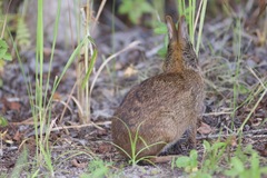 Sylvilagus palustris