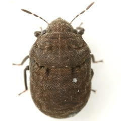 Acantholomidea porosa