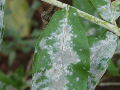 Golovinomyces magnicellulatus