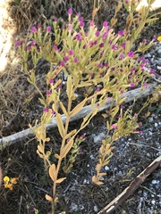 Zeltnera muehlenbergii