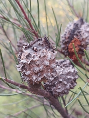 Hakea propinqua