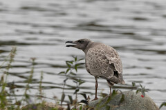 Larus glaucescens