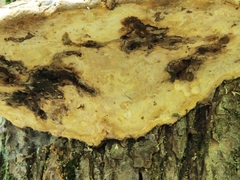 Pseudoinonotus dryadeus