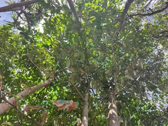 Myristica hypargyraea