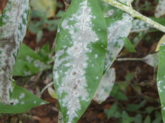 Golovinomyces magnicellulatus