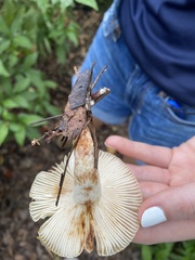 Russula amoenolens