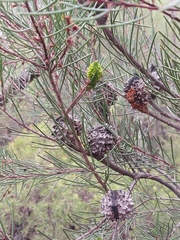 Hakea propinqua