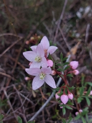 Boronia floribunda