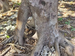 Myristica hypargyraea