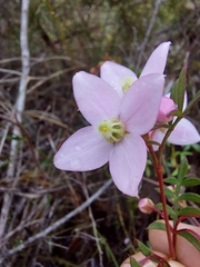 Boronia floribunda