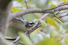 Setophaga nigrescens