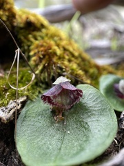 Corybas despectans