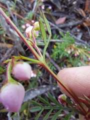 Boronia floribunda