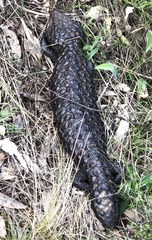 Tiliqua rugosa