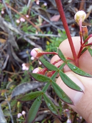 Boronia floribunda