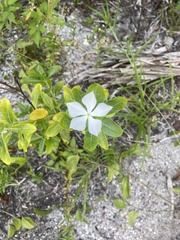 Catharanthus roseus