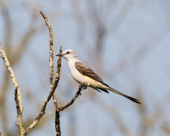 Tyrannus forficatus