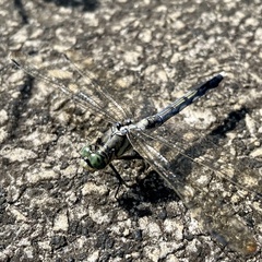 Orthetrum albistylum