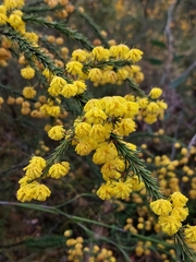 Acacia gordonii