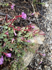 Epilobium obcordatum