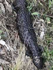Tiliqua rugosa