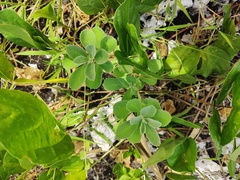 Malvaceae