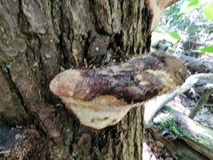 Pseudoinonotus dryadeus