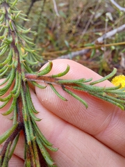 Acacia gordonii