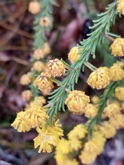 Acacia gordonii