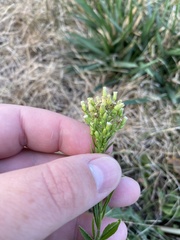 Erigeron canadensis