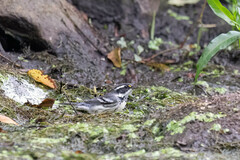 Setophaga nigrescens