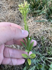 Erigeron canadensis