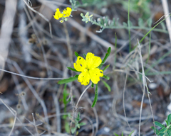 Oenothera serrulata
