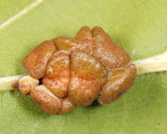Andricus nigricens