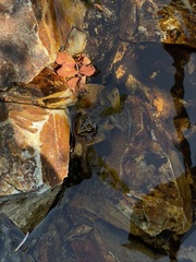 Rana luteiventris