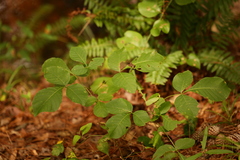 Ptelea trifoliata