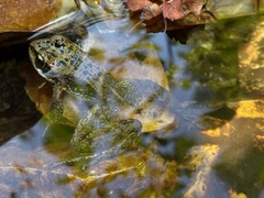 Rana luteiventris