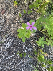 Catharanthus roseus