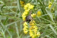 Tachinini