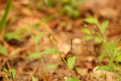 Oplismenus hirtellus