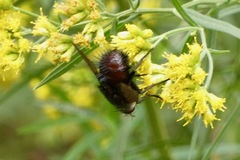 Tachinini