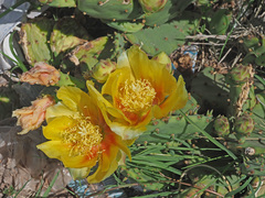 Opuntia cespitosa