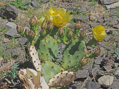Opuntia cespitosa