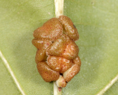 Andricus nigricens
