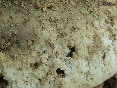 Pseudoinonotus dryadeus