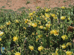 Opuntia cespitosa