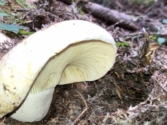 Russulales
